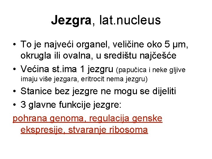 Jezgra, lat. nucleus • To je najveći organel, veličine oko 5 µm, okrugla ili