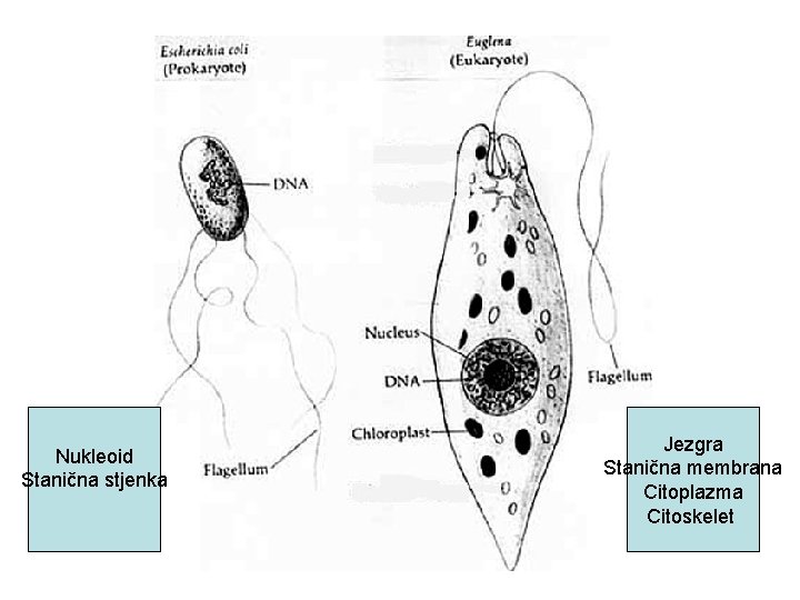 Nukleoid Stanična stjenka Jezgra Stanična membrana Citoplazma Citoskelet 