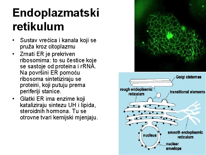 Endoplazmatski retikulum • Sustav vrećica i kanala koji se pruža kroz citoplazmu • Zrnati