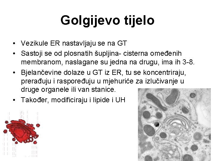 Golgijevo tijelo • Vezikule ER nastavljaju se na GT • Sastoji se od plosnatih
