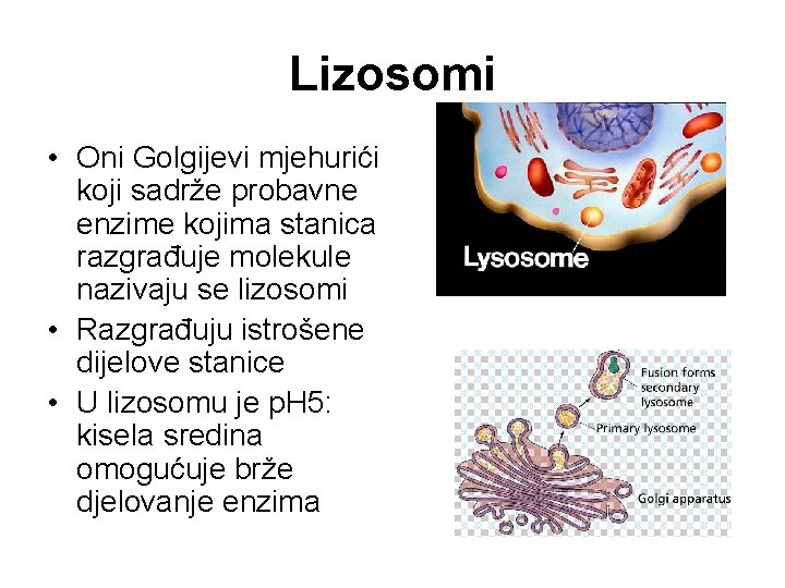 Lizosomi • Oni Golgijevi mjehurići koji sadrže probavne enzime kojima stanica razgrađuje molekule nazivaju