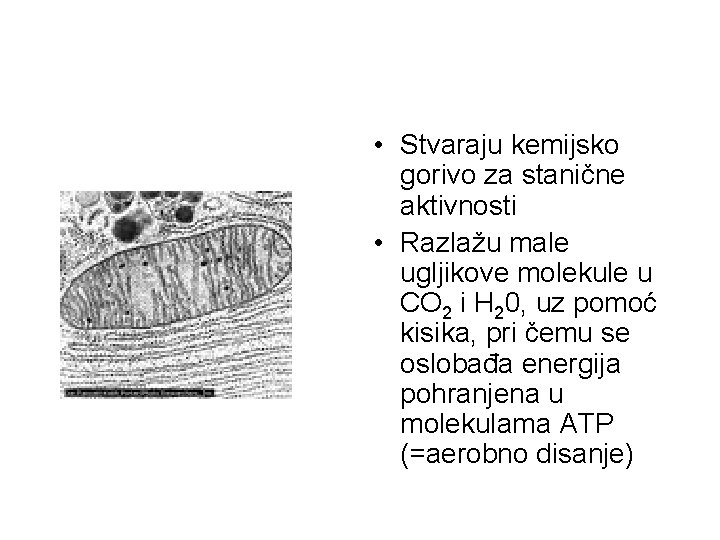  • Stvaraju kemijsko gorivo za stanične aktivnosti • Razlažu male ugljikove molekule u