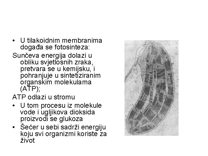  • U tilakoidnim membranima događa se fotosinteza: Sunčeva energija dolazi u obliku svjetlosnih