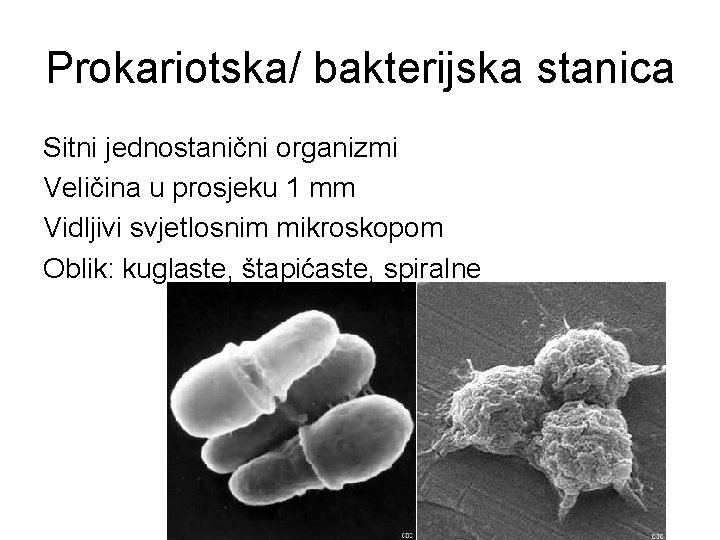 Prokariotska/ bakterijska stanica Sitni jednostanični organizmi Veličina u prosjeku 1 mm Vidljivi svjetlosnim mikroskopom