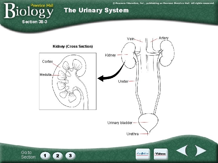 The Urinary System Section 38 -3 Vein Kidney (Cross Section) Kidney Cortex Medulla Ureter