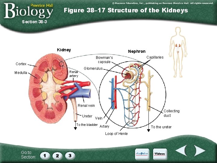 Figure 38– 17 Structure of the Kidneys Section 38 -3 Kidney Nephron Bowman’s capsule