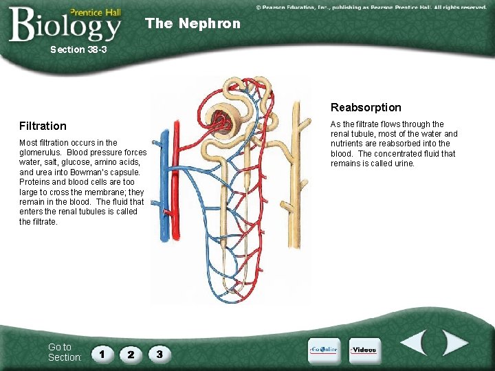 The Nephron Section 38 -3 Reabsorption Filtration Most filtration occurs in the glomerulus. Blood