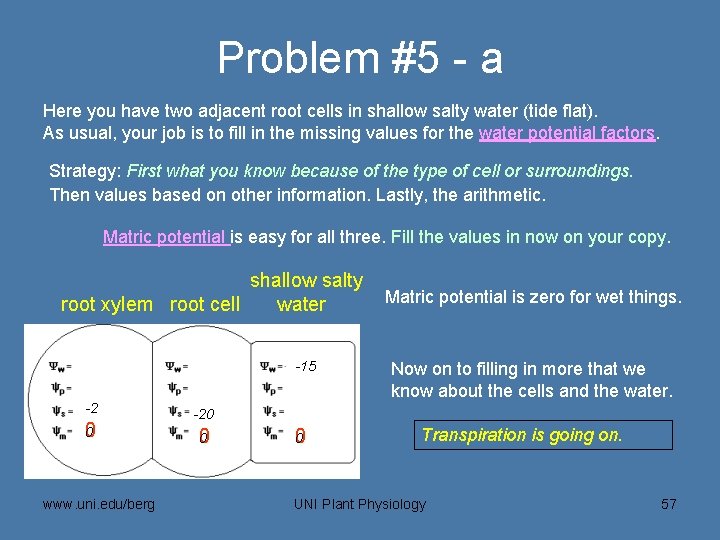 Problem #5 - a Here you have two adjacent root cells in shallow salty