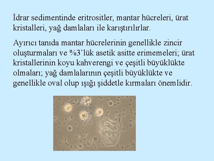 İdrar sedimentinde eritrositler, mantar hücreleri, ürat kristalleri, yağ damlaları ile karıştırılırlar. Ayırıcı tanıda mantar