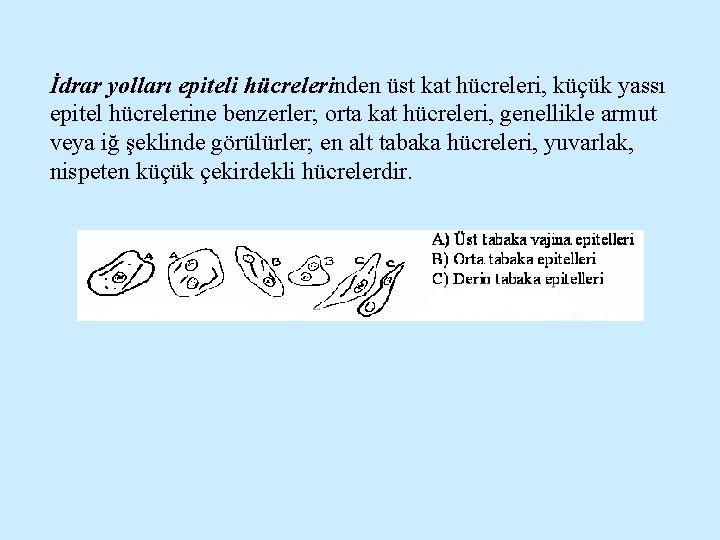 İdrar yolları epiteli hücrelerinden üst kat hücreleri, küçük yassı epitel hücrelerine benzerler; orta kat