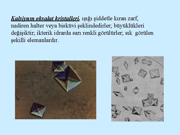 Kalsiyum oksalat kristalleri, ışığı şiddetle kıran zarf, nadiren halter veya bisküvi şeklindedirler; büyüklükleri değişiktir;