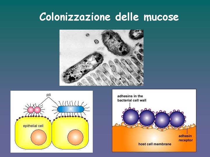 Colonizzazione delle mucose Adesione 