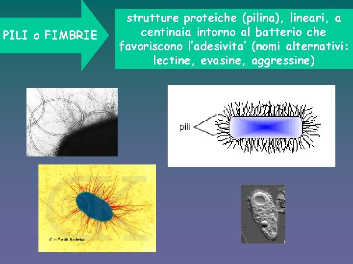 PILI o FIMBRIE strutture proteiche (pilina), lineari, a centinaia intorno al batterio che favoriscono