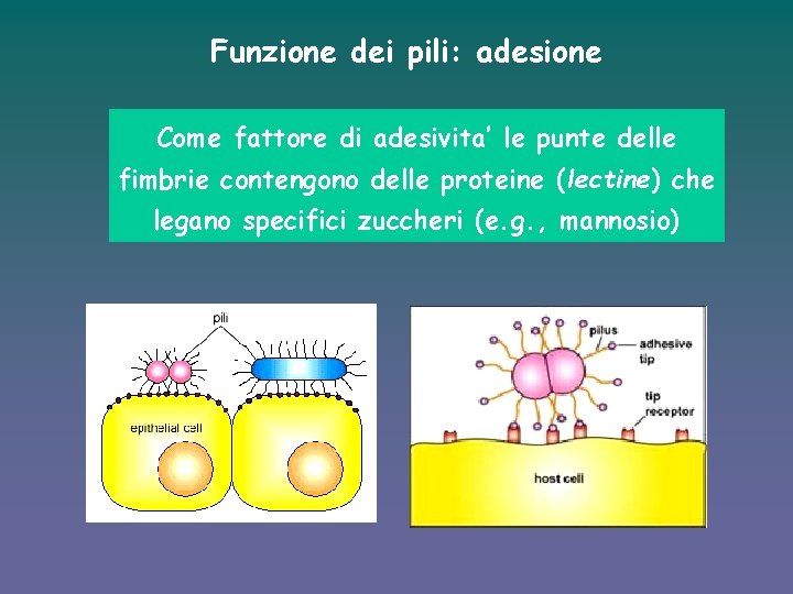 Funzione dei pili: adesione Come fattore di adesivita’ le punte delle fimbrie contengono delle