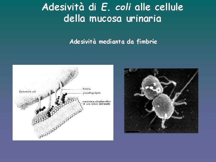 Adesività di E. coli alle cellule della mucosa urinaria Adesività medianta da fimbrie 