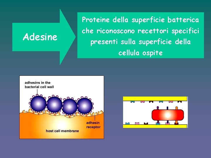 Proteine della superficie batterica Adesine che riconoscono recettori specifici presenti sulla superficie della cellula
