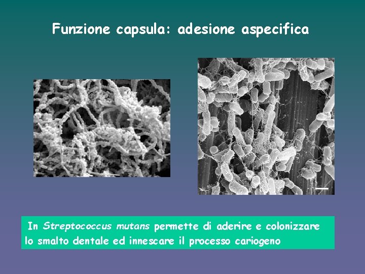 Funzione capsula: adesione aspecifica In Streptococcus mutans permette di aderire e colonizzare lo smalto
