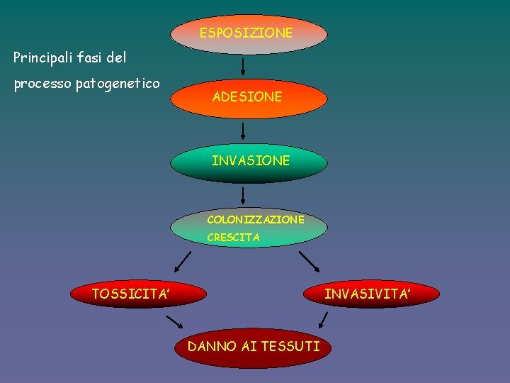 ESPOSIZIONE Principali fasi del processo patogenetico ADESIONE INVASIONE COLONIZZAZIONE CRESCITA TOSSICITA’ INVASIVITA’ DANNO AI
