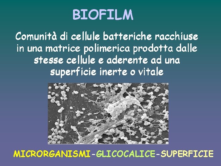 BIOFILM Comunità di cellule batteriche racchiuse in una matrice polimerica prodotta dalle stesse cellule