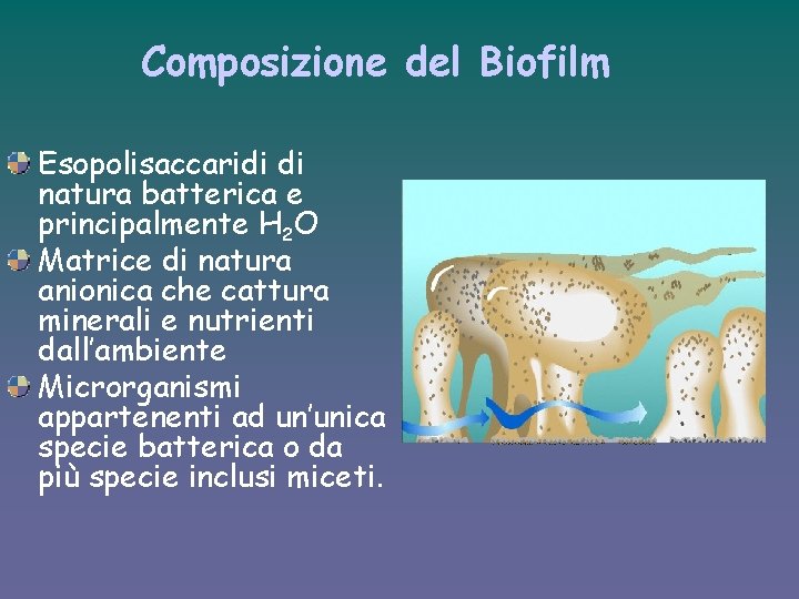 Composizione del Biofilm Esopolisaccaridi di natura batterica e principalmente H 2 O Matrice di