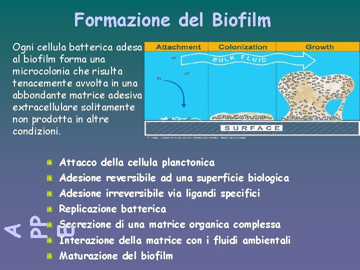 Formazione del Biofilm Ogni cellula batterica adesa al biofilm forma una microcolonia che risulta