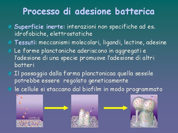 Processo di adesione batterica Superficie inerte: interazioni non specifiche ad es. idrofobiche, elettrostatiche Tessuti: