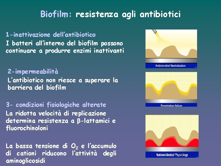 Biofilm: resistenza agli antibiotici 1 -inattivazione dell’antibiotico I batteri all’interno del biofilm possono continuare