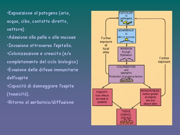  • Esposizione al patogeno (aria, acqua, cibo, contatto diretto, vettore) • Adesione alla