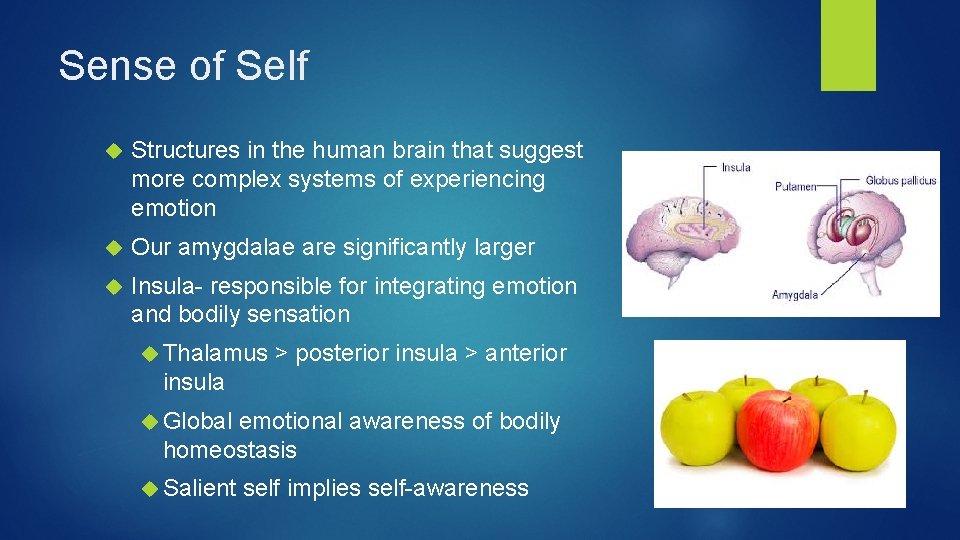 Sense of Self Structures in the human brain that suggest more complex systems of