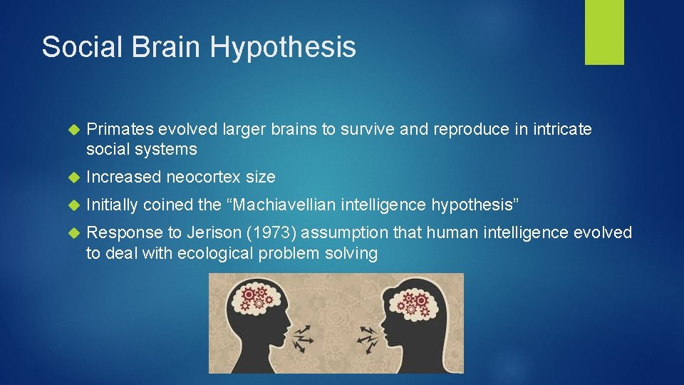 Social Brain Hypothesis Primates evolved larger brains to survive and reproduce in intricate social