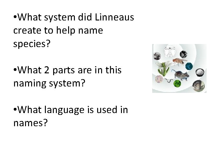 • What system did Linneaus create to help name species? • What 2