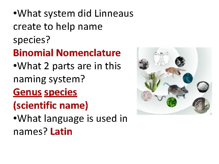  • What system did Linneaus create to help name species? Binomial Nomenclature •