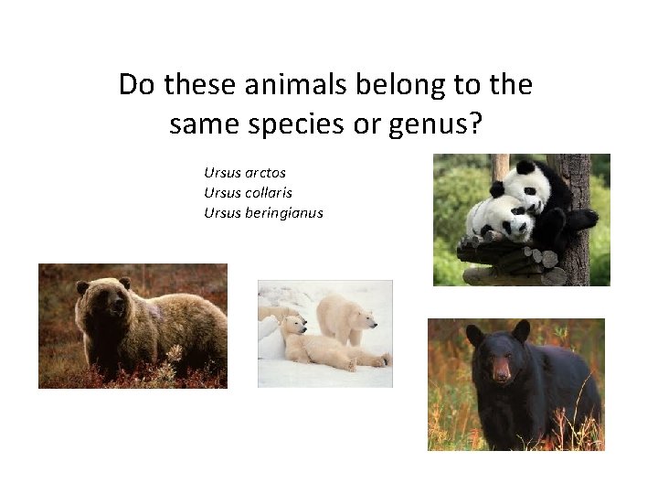 Do these animals belong to the same species or genus? Ursus arctos Ursus collaris