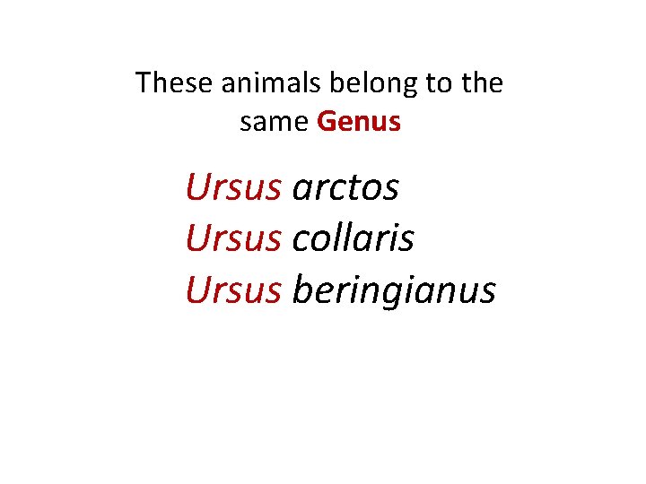 These animals belong to the same Genus Ursus arctos Ursus collaris Ursus beringianus 