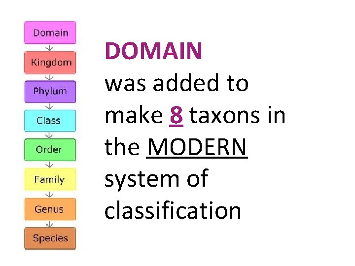 DOMAIN was added to make 8 taxons in the MODERN system of classification 