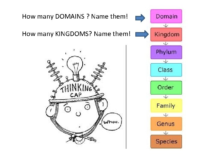 How many DOMAINS ? Name them! How many KINGDOMS? Name them! 