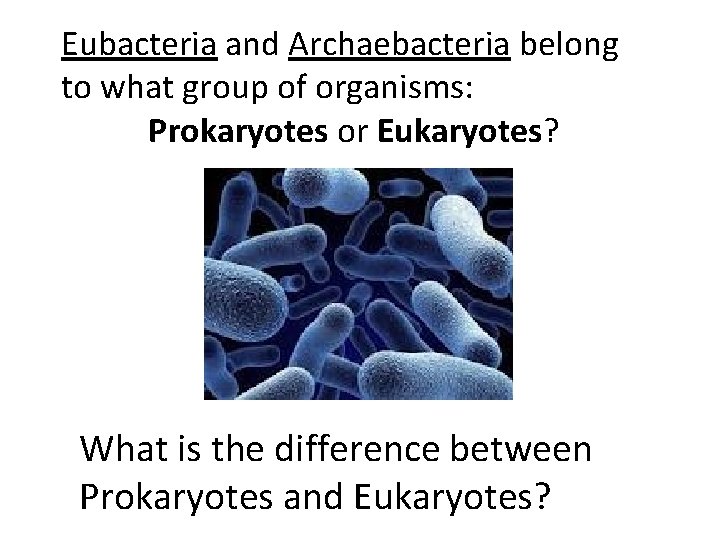 Eubacteria and Archaebacteria belong to what group of organisms: Prokaryotes or Eukaryotes? What is