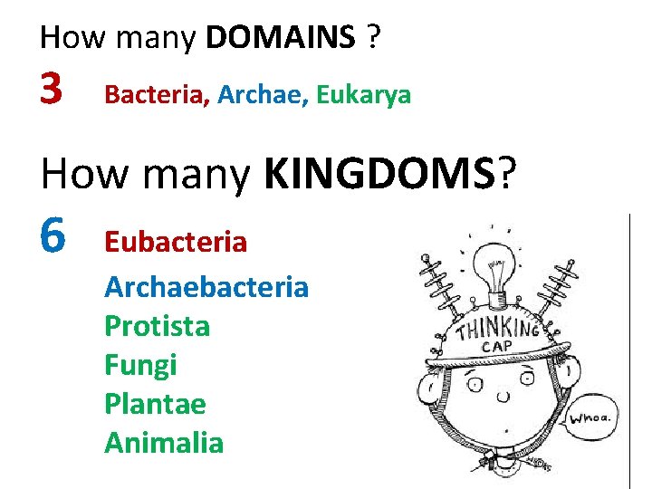 How many DOMAINS ? 3 Bacteria, Archae, Eukarya How many KINGDOMS? 6 Eubacteria Archaebacteria