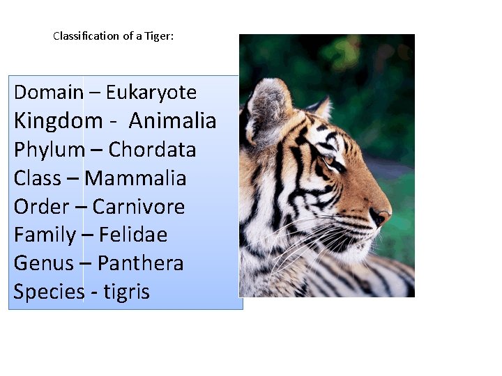 Classification of a Tiger: Domain – Eukaryote Kingdom - Animalia Phylum – Chordata Class