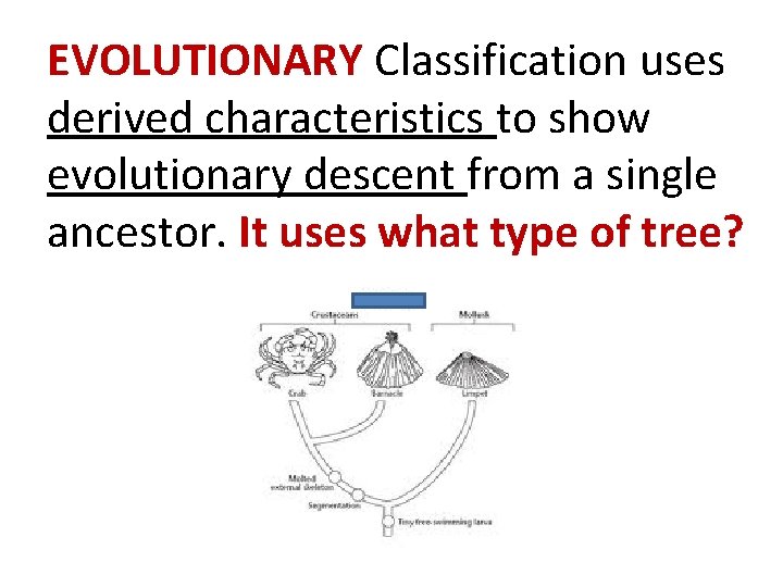 EVOLUTIONARY Classification uses derived characteristics to show evolutionary descent from a single ancestor. It