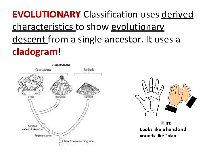 EVOLUTIONARY Classification uses derived characteristics to show evolutionary descent from a single ancestor. It