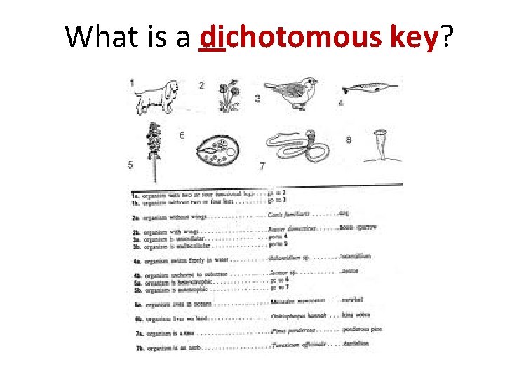 What is a dichotomous key? 