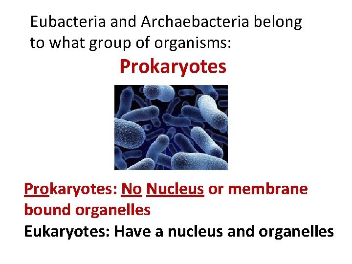 Eubacteria and Archaebacteria belong to what group of organisms: Prokaryotes: No Nucleus or membrane