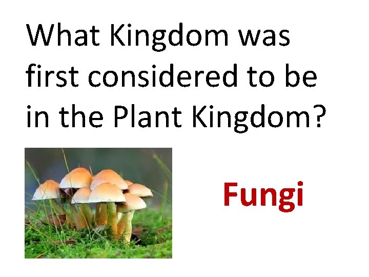 What Kingdom was first considered to be in the Plant Kingdom? Fungi 