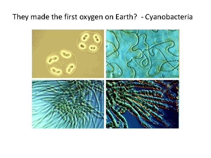 They made the first oxygen on Earth? - Cyanobacteria 