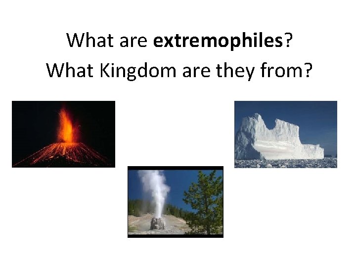 What are extremophiles? What Kingdom are they from? 