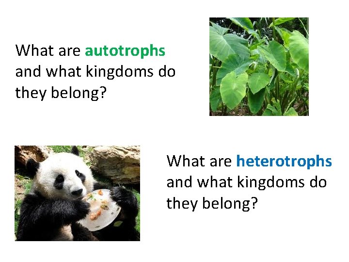 What are autotrophs and what kingdoms do they belong? What are heterotrophs and what