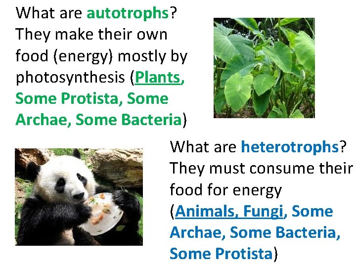 What are autotrophs? They make their own food (energy) mostly by photosynthesis (Plants, Some