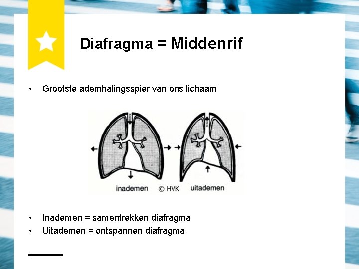 Diafragma = Middenrif • Grootste ademhalingsspier van ons lichaam • • Inademen = samentrekken