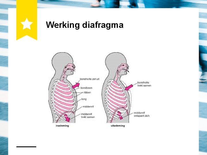 Werking diafragma 